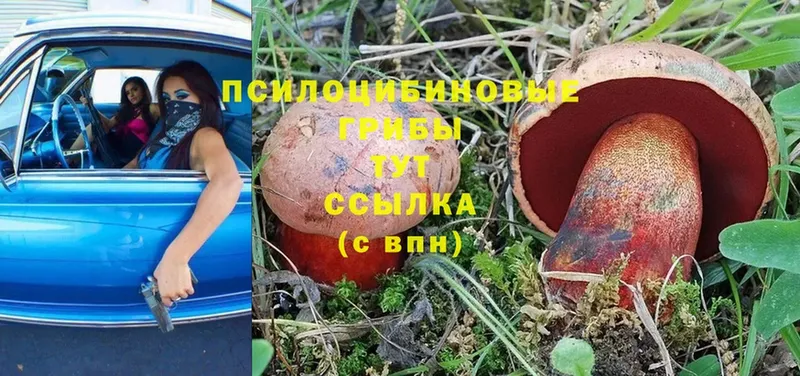 Галлюциногенные грибы Cubensis  Дубна 